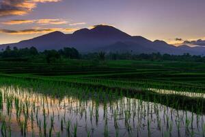 A view of the rice fields at sunset with mountains in the background photo