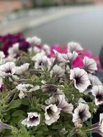Petunias with purple centers in full bloom by a riverside setting photo