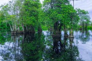 A swamp with trees and water reflection photo
