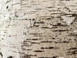 Natural background of birch bark with natural birch texture close-up photo