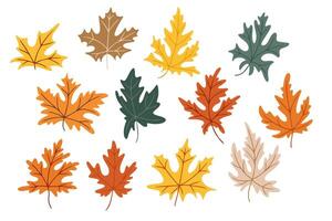 Hand drawn set of colorful autumn maple leaves in warm fall tones on white background. Concept of seasonal change, nature beauty, and cozy autumn atmosphere. vector