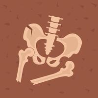Pelvis human bones. Archaeological find. Historical value. Image for books, articles, posters, archeology, history of past vector