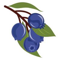 Shadberry twig with berries illustration on a white background. Serviceberry, saskatoon, juneberry, chuckley, wild-plum, irga. vector
