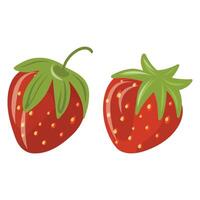 Hand drawn strawberry berries illustration on a white background, fresh and sweet berries vector