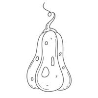 Isolated outline pumpkin. Hand drawn editable stroke illustration in doodle style on white background vector