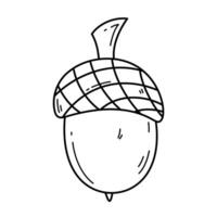 Hand drawn acorn with cap in doodle style. Isolated illustration on white background. Autumn symbol vector