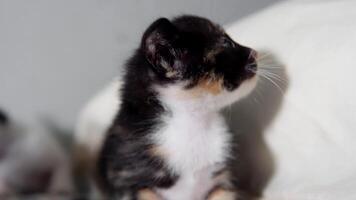 Newborn kitten exploring surroundings on soft blanket video
