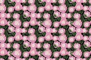Seamless floral pattern with hand painted pink roses and lush green leaves on a black background. artistic brushstroke style, ideal for fabric, wallpaper, wrapping paper, and decor vector