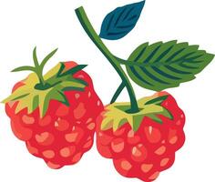 Ripe raspberries hanging from their green stems against a simple background vector