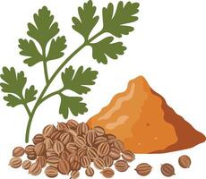 Coriander seeds and spices vector