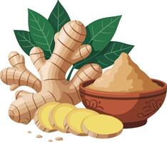 Ginger root, ginger powder, ginger root, ginger root, ginger root, ginger root, vector