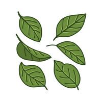 Stylized Green Leaves with Dark Outlines on White Background, Botanical Illustration vector