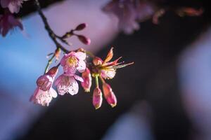 Image Of Wild Himalayan Cherry Flower In Nature. photo