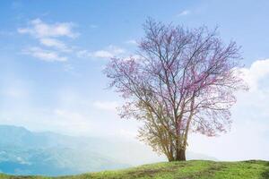 Image Of Wild Himalayan Cherry Tree Alone On The Hill, Oil Paint Style Image. photo
