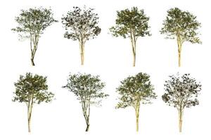Set of 8 trees isolated on white background photo