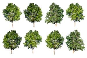 Set of trees isolated on white background photo