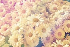 The background image of the colorful flowers with soft light, vintage style. photo