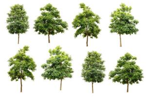 collection of Indian cork tree isolated on white background, tropical trees isolated used for design, advertising and architecture. photo