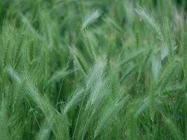 Wildbarley grass textured background photo