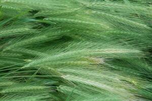 Wild barley grass textured background photo