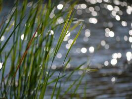 Grass at the background of blurred water photo