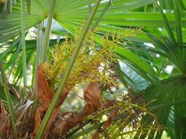 Palm tree leaves and buds lose up, natural background photo