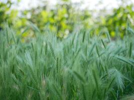Wild barley grass textured background. photo