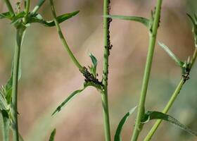 Aphids and ants on a plant stem. Gardening and pest insects concept. photo