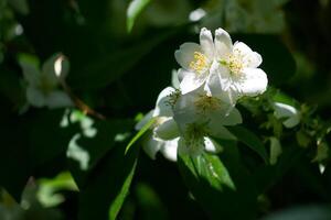 Blooming jasmine in the sun with high contrast photo
