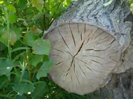 Cracked cross-section of the tree trunk in green leaves. Natural abstract background photo