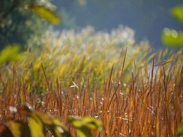 Green and orange grass textured background photo