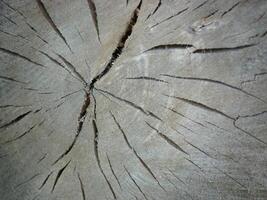 Cracks in the cross-section of the tree trunk. Natural abstract background photo