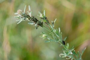 Aphids on plant stems. Gardening and pest insects concept. photo