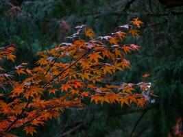 Red maple leaves at the green background. photo