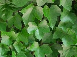 Hedera helix ivy leaves natural background photo