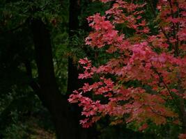Red maple leaves at the green background photo