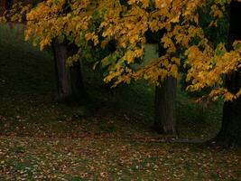 Yellow autumn leaves in a park photo
