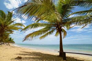A beach with a bench among palm trees in Dominican Republic, Punta Cana photo