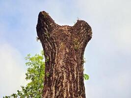 A tree trunk with a hole in it photo