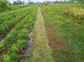A field with green plants and grass photo