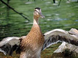 A duck standing in the water with its wings spread photo