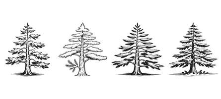 Vintage Cedar Tree Drawing Set for Forest and Nature-Themed Designs vector