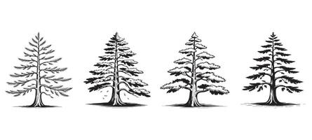 Hand Drawn Cedar Tree Illustration Collection for Nature and Forest Design vector
