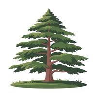 Cedar Tree Illustration with Dense Green Foliage and Brown Trunk vector
