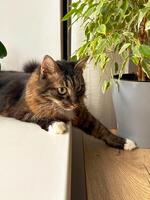Concept of pets and plants in the house. Gray cat lies on the windowsill next to the ficus in a pot. photo