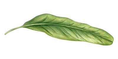 Single long green tropical leaf with smooth edges watercolor illustration isolated background. Floral element for botanical designs, organic branding, and tropical decor. vector