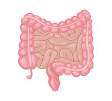 Human intestines showing large and small intestine vector