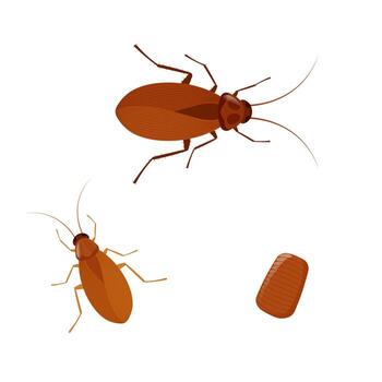 Cockroach lifecycle showing different stages of development vector