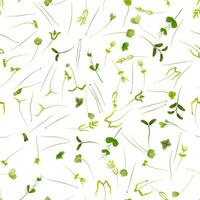 Microgreens creating a seamless pattern of small, edible greens with cotyledons and first true leaves, perfect for backgrounds and textiles related to healthy living vector