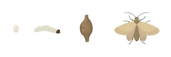 Complete metamorphosis of common clothes moth showing the four stages of its life cycle, from egg to larva, then pupa and finally adult insect vector